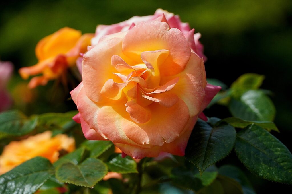 O Que Fazer em Londres em Maio: Eventos e Datas Importantes - Imagem de Oliver Fuß por Pixabay