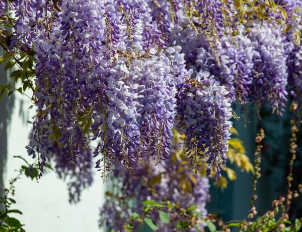 O Que Fazer em Londres em Maio: Eventos e Datas Importantes - Imagem de wal_172619 por Pixabay